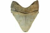 Serrated, Chubutensis Tooth - Megalodon Ancestor #163305-1